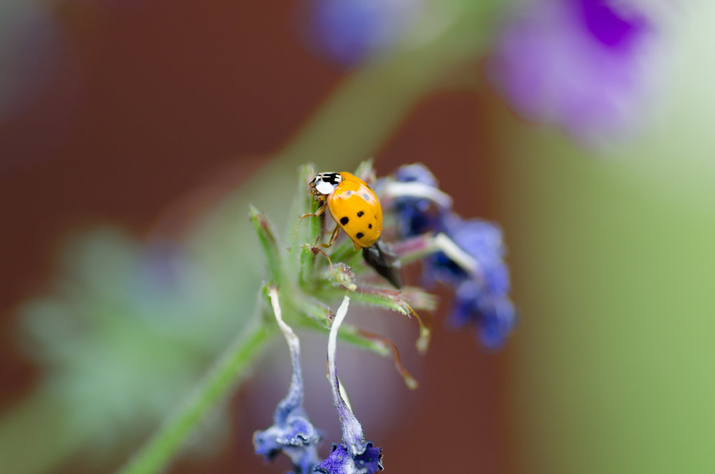 Macro