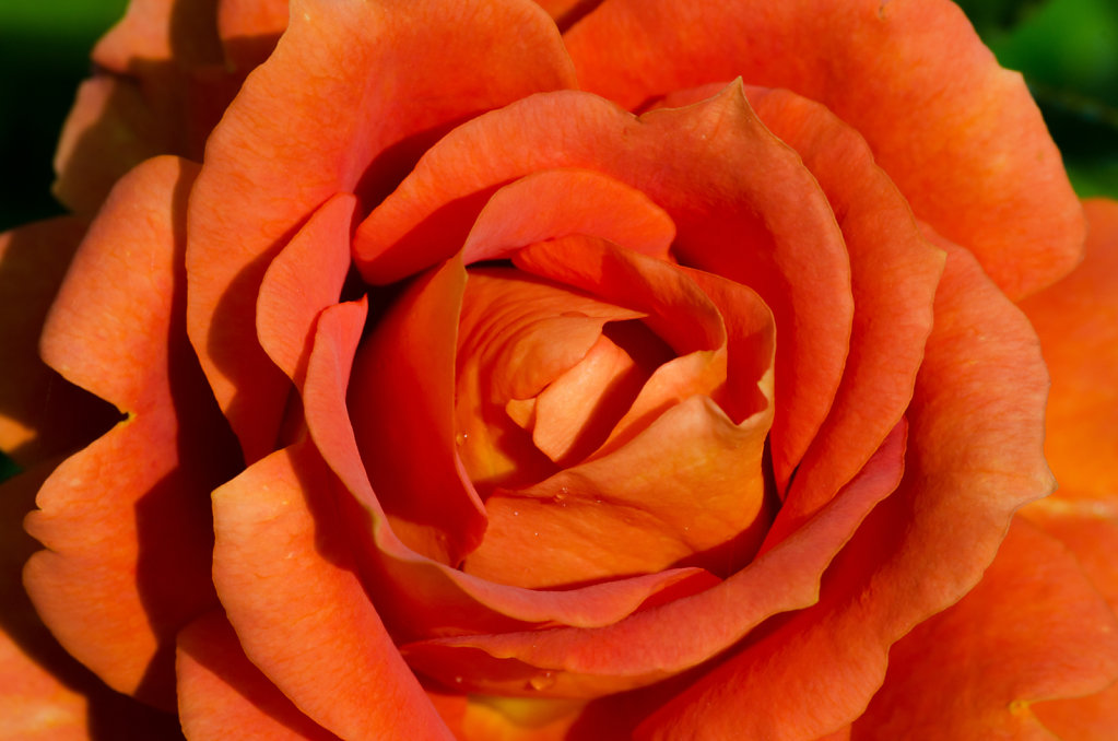 DSC-2491.jpg