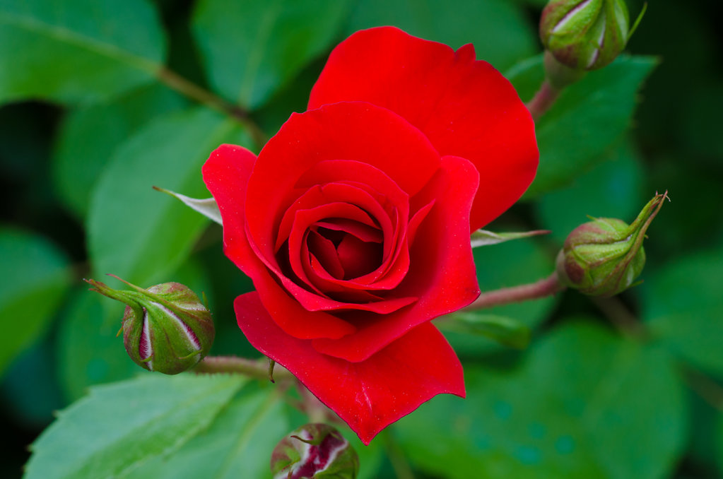 DSC-2530.jpg