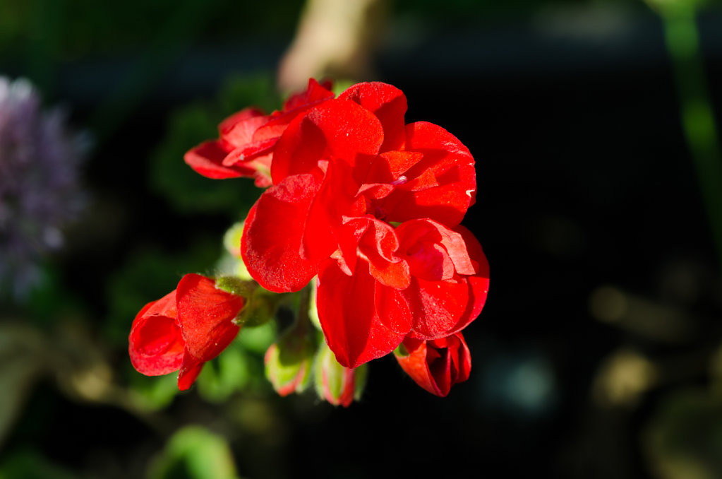 DSC-2792.jpg