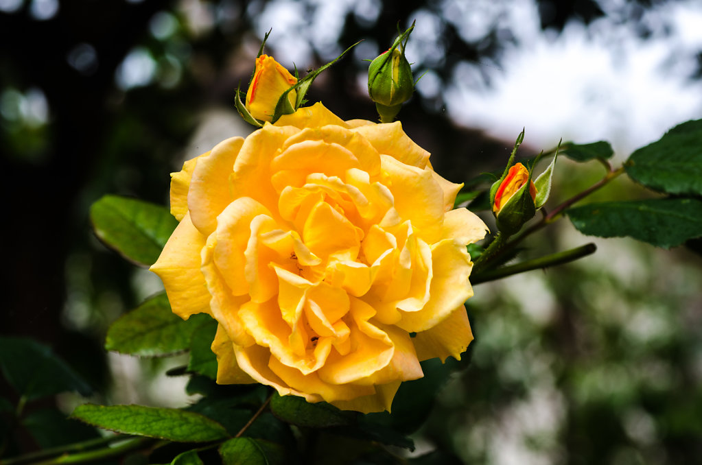 DSC-5058.jpg