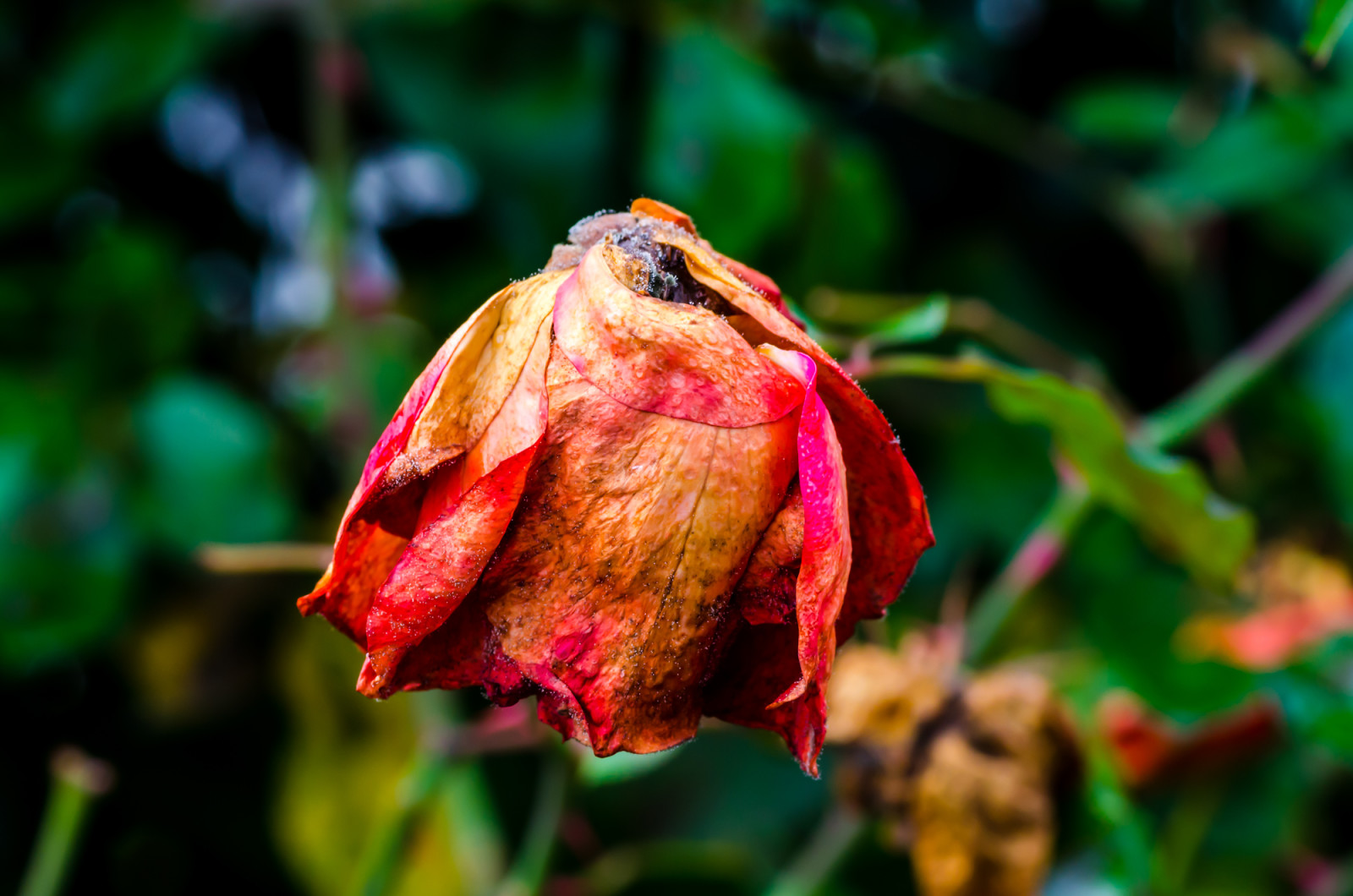 DSC-5093.jpg